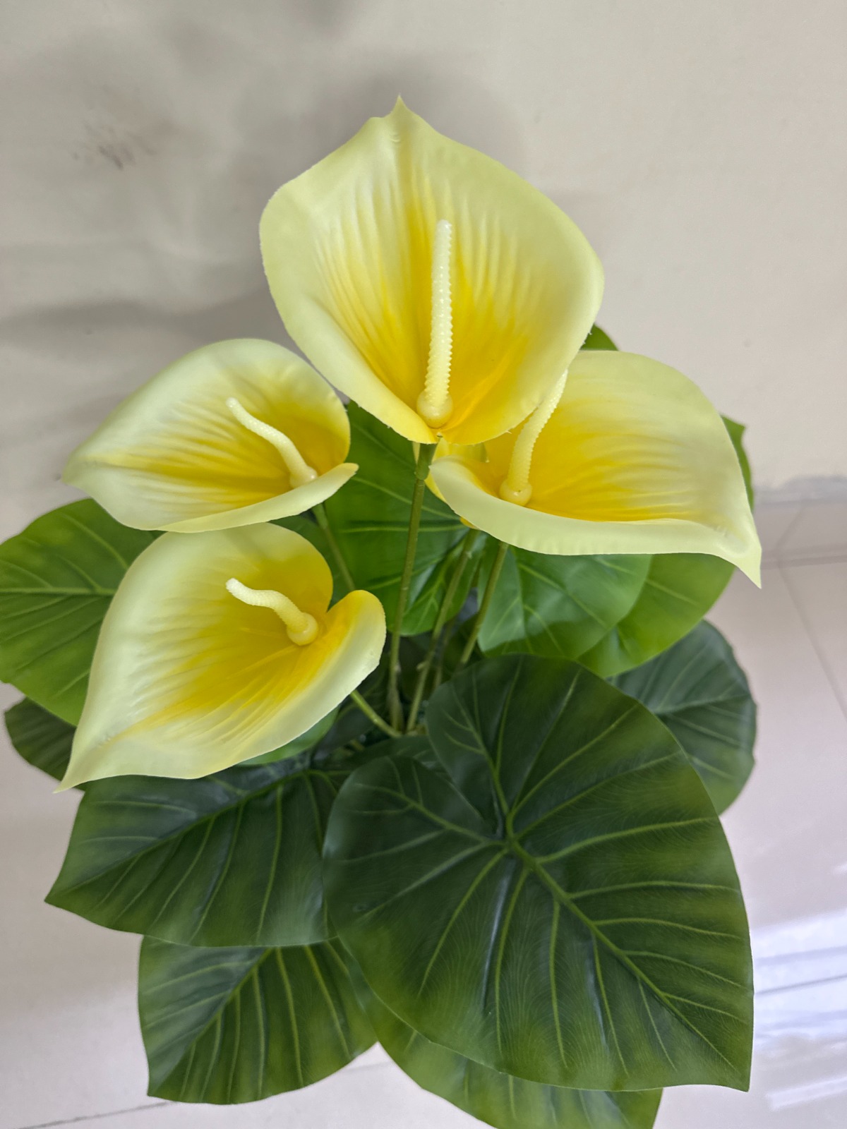 Planta de Cala AMARILLO + Maceta de trupan | 90cm